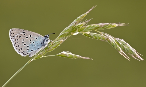 Large blue butterfly