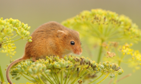 harvest mouse spring