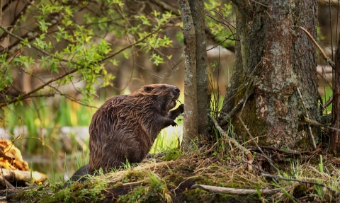 beaver