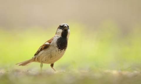 House sparrow