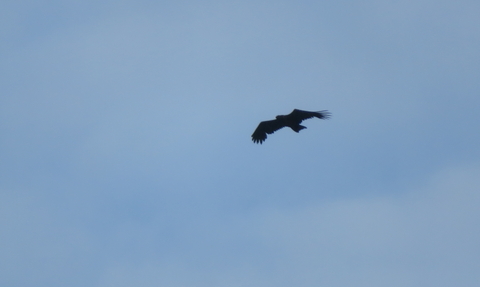 Bearded Vulture