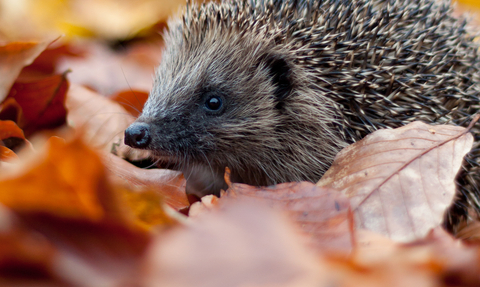 Hedgehog