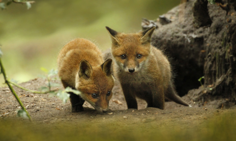 dox cub