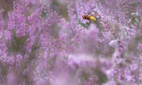 Hornet