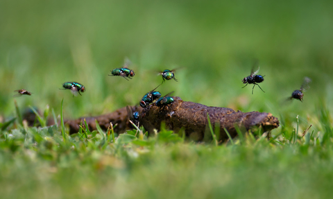 Flies over poo