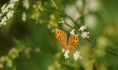 Wall brown butterfly on cow parsley
