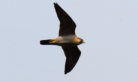 PEREGRINE FALCON