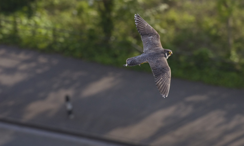 Peregrine falcon flying over pavement, the Wildlife Trusts