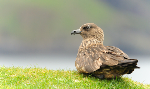 Great Skua