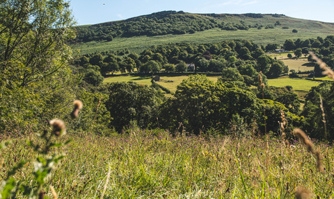 Thornhill Carrs