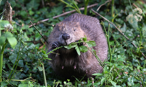 beaver wildlife trust