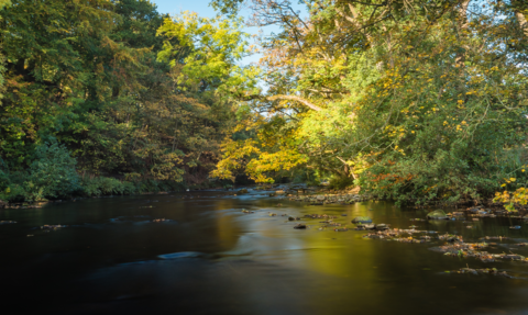 a river with overhanging trees and sunlight breaking through