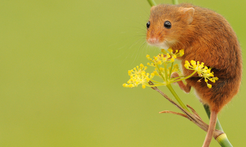 harvest mouse