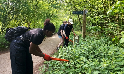 Three people using cutters in nettles at the side of a path surrounded by trees