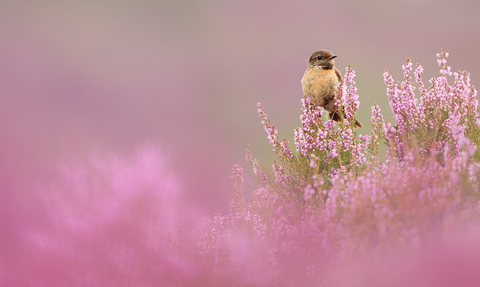 Stonechat wildlife trust