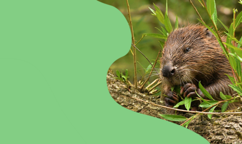 a beaver and a log