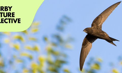 A swift bird with dark brown plumage and long, pointed wings soars against a bright blue sky, with blurred green and yellow foliage in the background, and a pale green overlay in the upper left corner containing the text "DERBY NATURE COLLECTIVE".