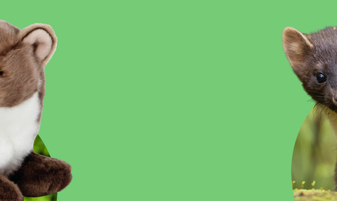 A plush toy marten and a live marten are shown side-by-side with a green background.