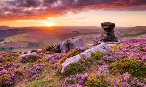 A dramatic sunset illuminates a rolling landscape covered in vibrant purple heather and dotted with weathered rock formations.