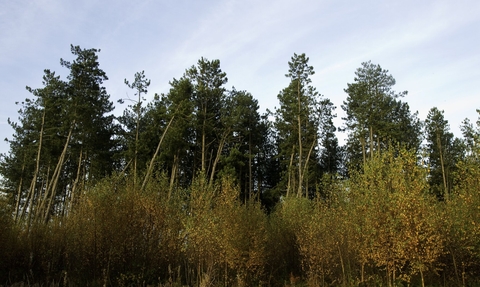forest