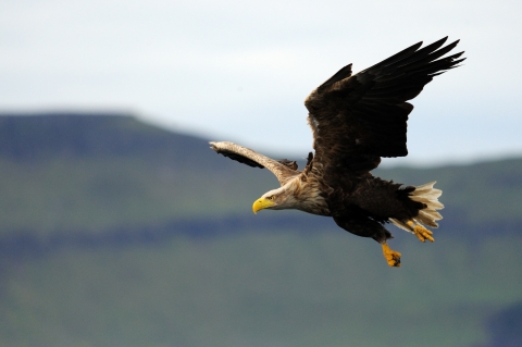 Birds of prey Derbyshire Wildlife Trust