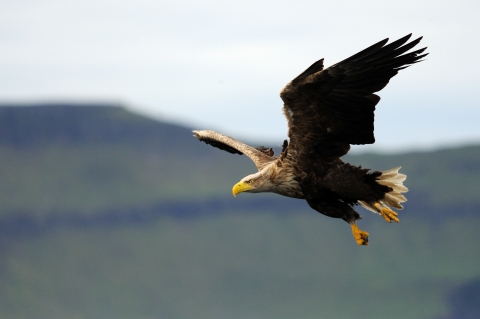 Birds of prey  Derbyshire Wildlife Trust