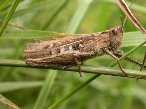 Common Field Grasshopper Derbyshire Wildlife Trust