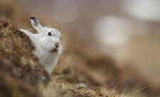 Mountain hare, Luke Massey 2020VISION