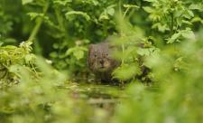 Water vole, Terry Whittaker 2020 Vision