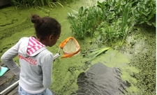 Pond dipping, Emma Websdale