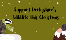 support derbyshire's wildlife this christmas on a green background with an illustrated mole and badger