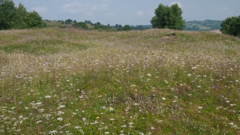 Calaminarian grassland