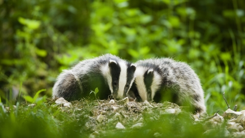 Two badgers in woodland, Derbyshire Wildlife Trust