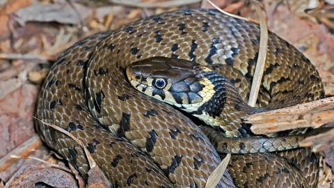 Grass snake