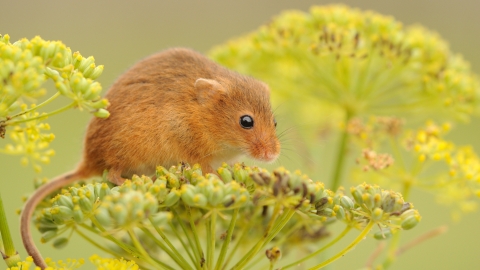 Harvest mouse