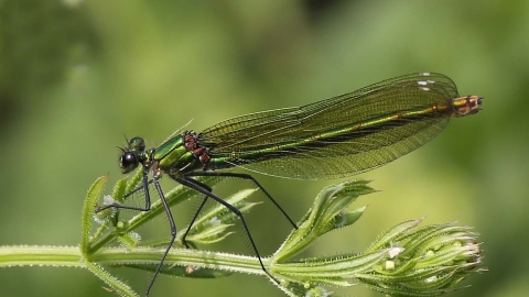 Banded Demoiselle