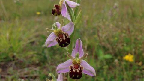 Bee orchid at Woodside Farm, Jon Preston