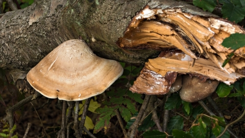 Birch Polypore