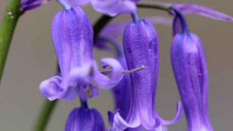 Bluebell, Jim Higham