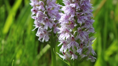 Common spotted orchid, Derbyshire Wildlife Trust