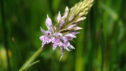 Common Spotted-orchid