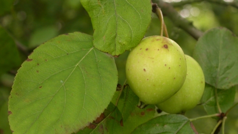 Crab Apple