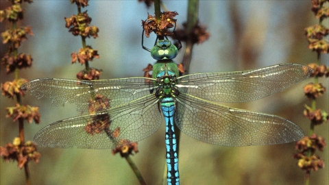 Emperor Dragonfly, Tony Pioli