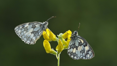 Marbled White