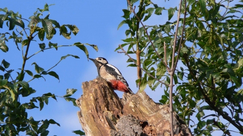 Woodpecker at The Avenue Washlands, Stewart Abbott