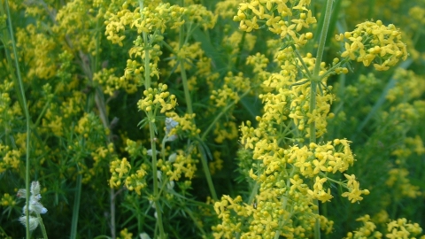 Lady's Bedstraw