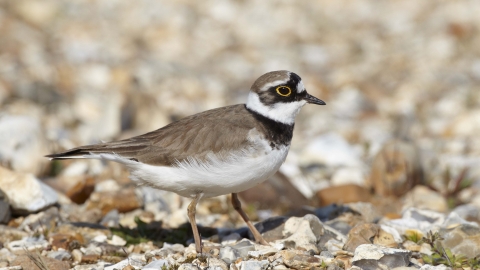 Little Ringed Plover