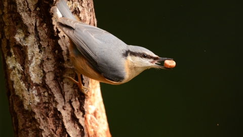 Nuthatch, Andrew Bradshaw 