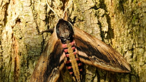 Privet Hawk-moth