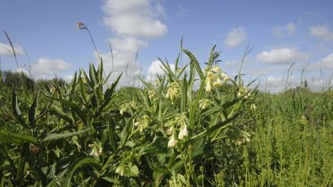 Common Comfrey